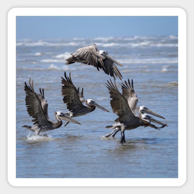 Brown Pelicans Take Flight Sticker by Debra Martz